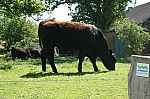 Fotoalbum Baldeneysteig Süd